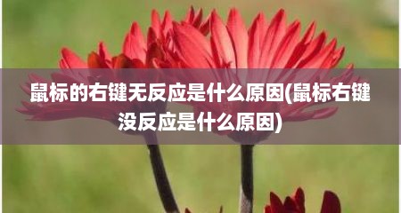 鼠标的右键无反应是什么原因(鼠标右键没反应是什么原因)