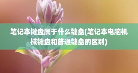 笔记本键盘属于什么键盘(笔记本电脑机械键盘和普通键盘的区别)
