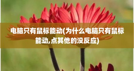电脑只有鼠标能动(为什么电脑只有鼠标能动,点其他的没反应)