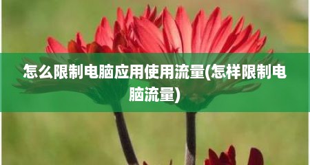 怎么限制电脑应用使用流量(怎样限制电脑流量)