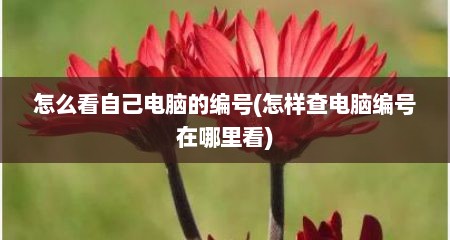 怎么看自己电脑的编号(怎样查电脑编号在哪里看)