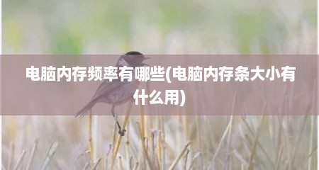 电脑内存频率有哪些(电脑内存条大小有什么用)