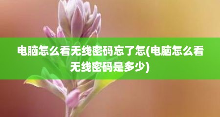 电脑怎么看无线密码忘了怎(电脑怎么看无线密码是多少)