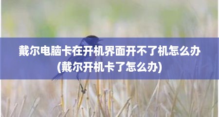 戴尔电脑卡在开机界面开不了机怎么办(戴尔开机卡了怎么办)
