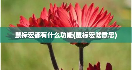 鼠标宏都有什么功能(鼠标宏啥意思)