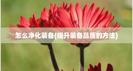 怎么净化装备(提升装备品质的方法)