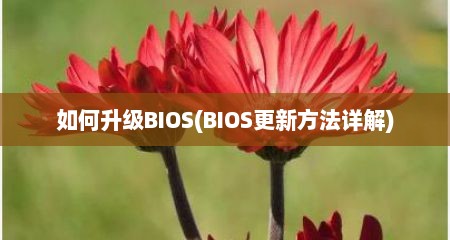 如何升级BIOS(BIOS更新方法详解)