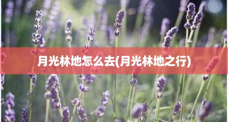 月光林地怎么去(月光林地之行)