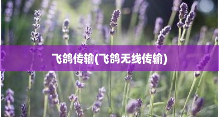 飞鸽传输(飞鸽无线传输)