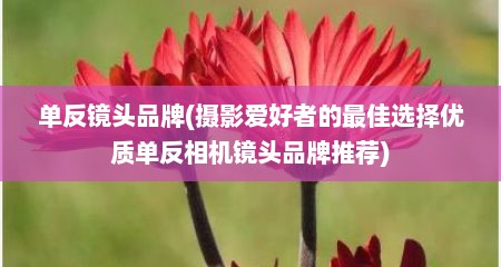 单反镜头品牌(摄影爱好者的最佳选择优质单反相机镜头品牌推荐)