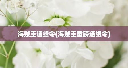 海贼王通缉令(海贼王重磅通缉令)