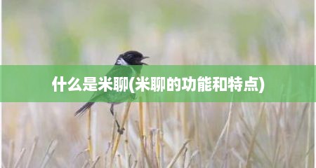 什么是米聊(米聊的功能和特点)