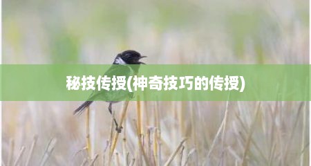 秘技传授(神奇技巧的传授)