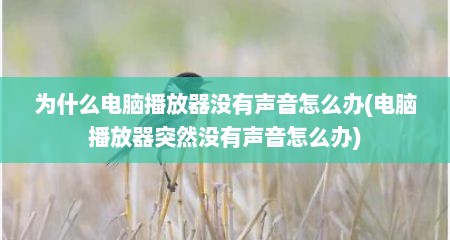 为什么电脑播放器没有声音怎么办(电脑播放器突然没有声音怎么办)