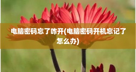电脑密码忘了咋开(电脑密码开机忘记了怎么办)