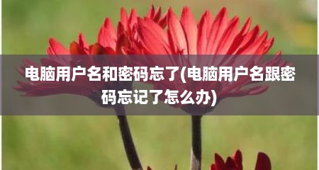 电脑用户名和密码忘了(电脑用户名跟密码忘记了怎么办)