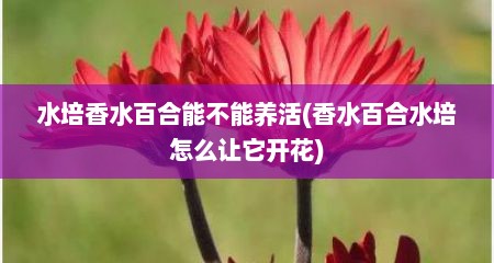 水培香水百合能不能养活(香水百合水培怎么让它开花)