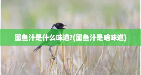 墨鱼汁是什么味道?(墨鱼汁是啥味道)