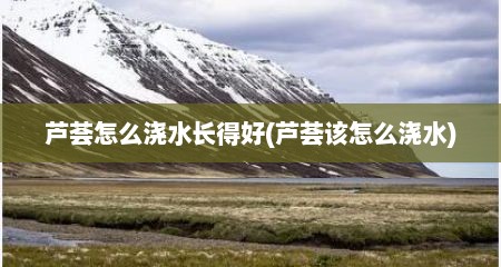 芦荟怎么浇水长得好(芦荟该怎么浇水)