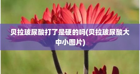 贝拉玻尿酸打了是硬的吗(贝拉玻尿酸大中小图片)