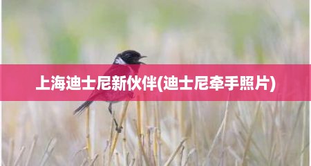 上海迪士尼新伙伴(迪士尼牵手照片)