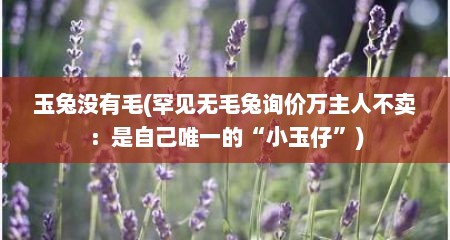 玉兔没有毛(罕见无毛兔询价万主人不卖：是自己唯一的“小玉仔”)