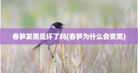 春笋发黑是坏了吗(春笋为什么会变黑)