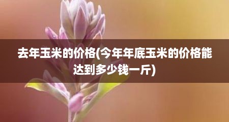 去年玉米的价格(今年年底玉米的价格能达到多少钱一斤)