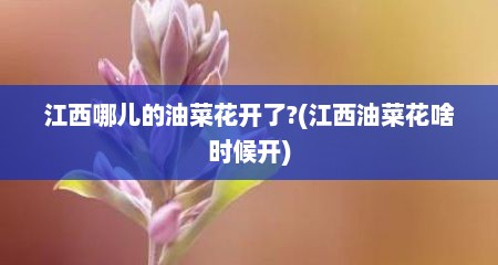 江西哪儿的油菜花开了?(江西油菜花啥时候开)