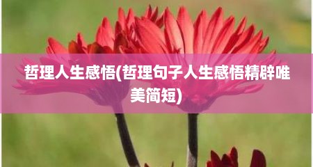 哲理人生感悟(哲理句子人生感悟精辟唯美简短)