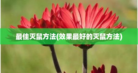 最佳灭鼠方法(效果最好的灭鼠方法)