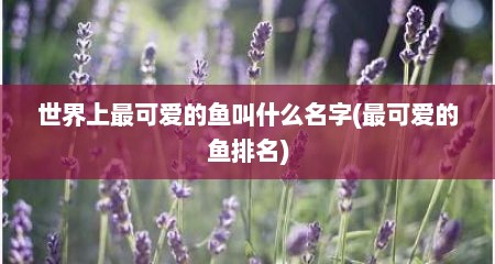 世界上最可爱的鱼叫什么名字(最可爱的鱼排名)