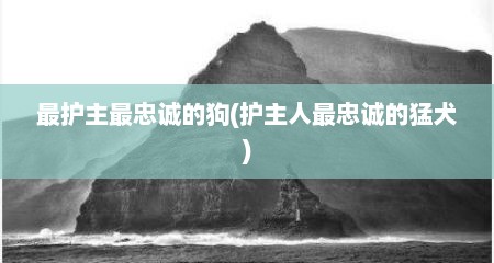 最护主最忠诚的狗(护主人最忠诚的猛犬)