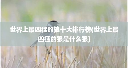 世界上最凶猛的狼十大排行榜(世界上最凶猛的狼是什么狼)
