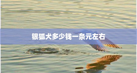 银狐犬多少钱一条元左右
