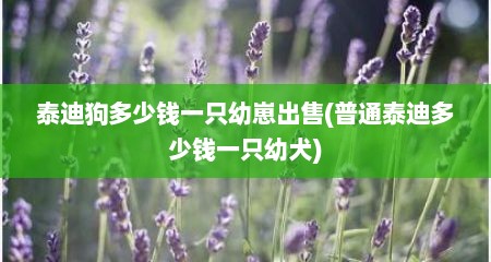 泰迪狗多少钱一只幼崽出售(普通泰迪多少钱一只幼犬)