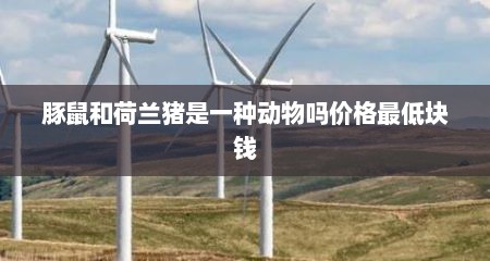 豚鼠和荷兰猪是一种动物吗价格最低块钱