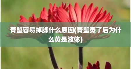 青蟹容易掉脚什么原因(青蟹蒸了后为什么黄是液体)