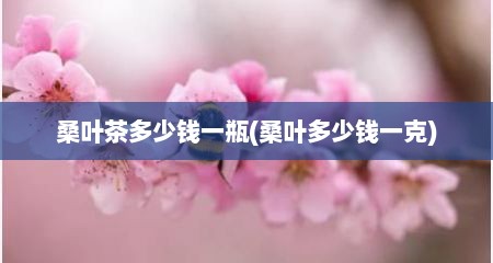桑叶茶多少钱一瓶(桑叶多少钱一克)