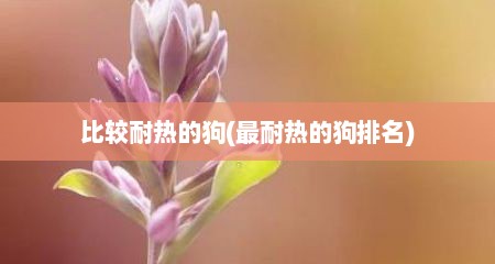 比较耐热的狗(最耐热的狗排名)