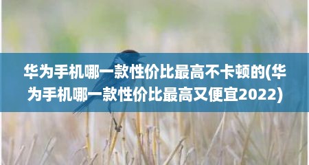 华为手机哪一款性价比最高不卡顿的(华为手机哪一款性价比最高又便宜2022)