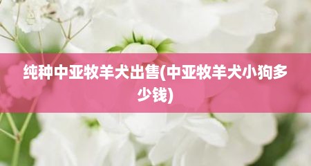 纯种中亚牧羊犬出售(中亚牧羊犬小狗多少钱)