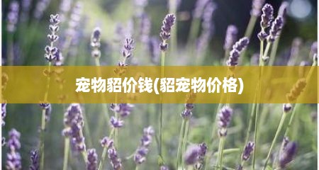 宠物貂价钱(貂宠物价格)