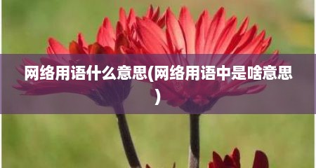 网络用语什么意思(网络用语中是啥意思)