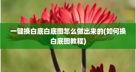 一键换白底白底图怎么做出来的(如何换白底图教程)