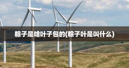 粽子是啥叶子包的(粽子叶是叫什么)