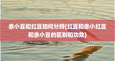 赤小豆和红豆如何分辨(红豆和赤小红豆和赤小豆的区别和功效)