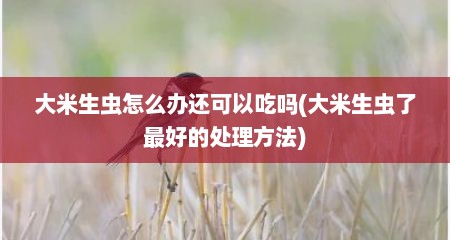 大米生虫怎么办还可以吃吗(大米生虫了最好的处理方法)