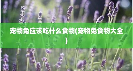 宠物兔应该吃什么食物(宠物兔食物大全)