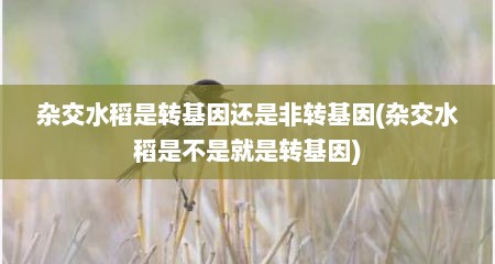 杂交水稻是转基因还是非转基因(杂交水稻是不是就是转基因)